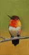 Rufous Hummingbird